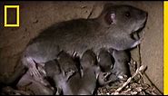 Momma Rat: 15,000 Babies a Year! | National Geographic