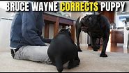 Bruce Wayne Corrects Puppy Joey Justice - Cane Corso Lovers