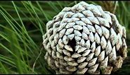 Fibonacci Sequence in Nature
