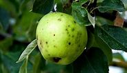 Identifying and Treating Apple Tree Diseases | Bitter Pit