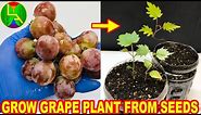 How to grow grape plants from seeds