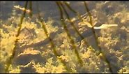 Great Crested Newts on Springwatch (2012)