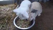 Beech Tree Inn - Meet our new rabbits who have joined...