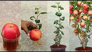 Grow apple tree from apple at home 🍎 - very unique skill