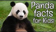 Panda Facts for Kids | Classroom Learning Video