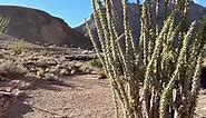 Grand Canyon Cacti | Maverick Helicopters