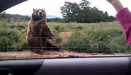 Polite Bear Waves Hello - a waving bear