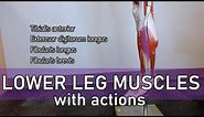 Lower Leg Muscles (with actions and labels)