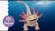 Axl the Axolotl | Buzzly's Buddies | Weird Animals VBS