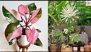 10 Most Expensive Houseplants in the World