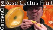Rose Cactus or Leaf Cactus - Pereskia bleo - Edible cactus fruit