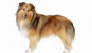 Miniature Collie breed info: The 101 on this cute and smart dog - K9 Web