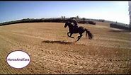 Friesian horse galloping. Part one