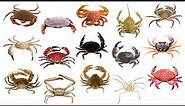 Species Of Crab | PART 2 #crabs #crabspecies