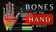 Bones of the Hand and Wrist | Skeletal Anatomy and Physiology | #anatomytutorial