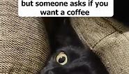 When someone mentions coffee #shorts #cat #memes