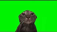 wet cat staring at the camera meme (green screen, sound 2)