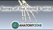 Bones of the Hand and Wrist - Anatomy Tutorial