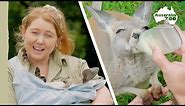 Raising a kangaroo joey | Australia Zoo Life