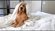 This Is What My Dog Does Every Morning