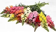 Snapdragon Seeds for Planting - Rocket Mix Seeds - F1 Hybrid Non-GMO Seeds - 500 Seeds - Annual Cut Flower- Grower Favorite Formula Mix of Colors - Cool Season Flowers