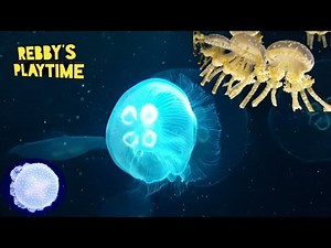 Best Jellyfish Video for Kids. Best Relaxing Video for Kids.