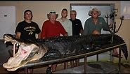 Alligator Hunting: "The biggest Gator I've ever seen"