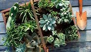 The 5 Most Common Mistakes People Make with Indoor Succulents (and How to Fix Them)