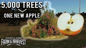 It took 5,000 Trees to Breed this New Apple! | Maryland Farm & Harvest