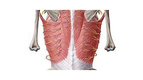 Anatomy of the back: spine and back muscles