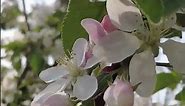 Apple tree (Malus domestica) - The Products Explorer YouTube Channel