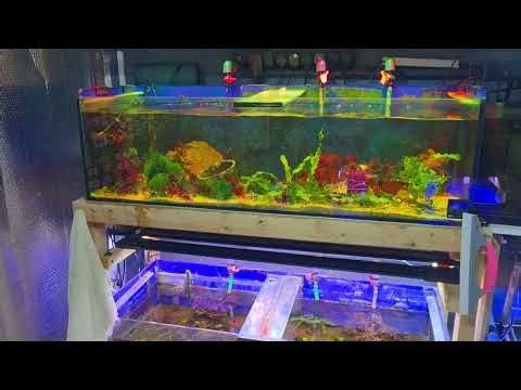 What's Going On In The Macroalgae Shed? | Planted Reef Aquarium
