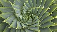 How the Golden Ratio Manifests in Nature
