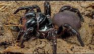 Most Venomous Spiders In The World