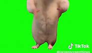 Chinese Hamster Dancing | Green Screen Meme Trend