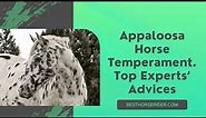 Appaloosa Horse Temperament. Top Experts’ Advices