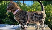 What having a Bengal Cat is like!