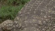 The DEADLIEST Animal to Ever Exist | Gustave the Nile Crocodile