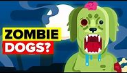 Why Did Scientists Create Zombie Dogs?