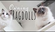 What it's like owning a Ragdoll cat | Ragdolls Pixie and Bluebell