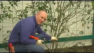 How To Prune Your Climbing Rose