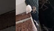 Best footage of spider making cocoon
