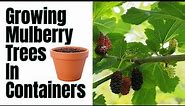 How To Grow Mulberry Trees In Pots | 1000s Of Berries In A Season By Following These Steps