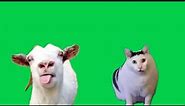 Green Screen Goat Talking to Clueless Huh Cat Meme