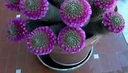 Cactus Cactáceas - planta