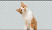 How To Get Transparent Background Images From Google