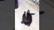 1hour dancing turtle