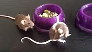 11 Common Mouse Behaviors Explained