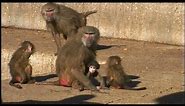 Mother Baboon Protecting Baby (Papio hamadryas)