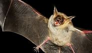 Bat Predators: What Eats Bats?